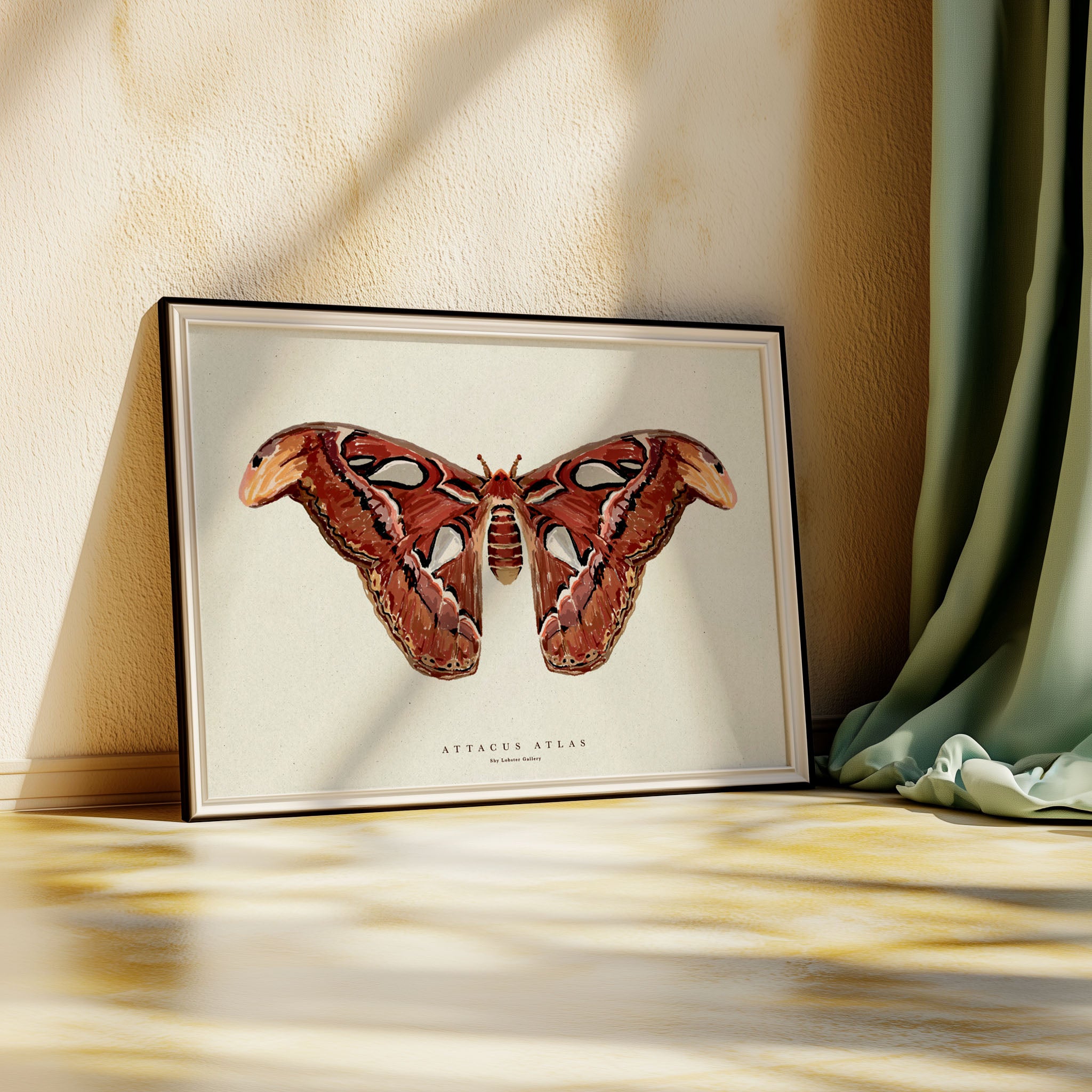 Attacus Atlas